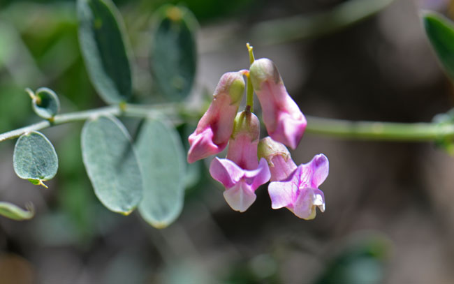 Vicia americana, American Deervetch